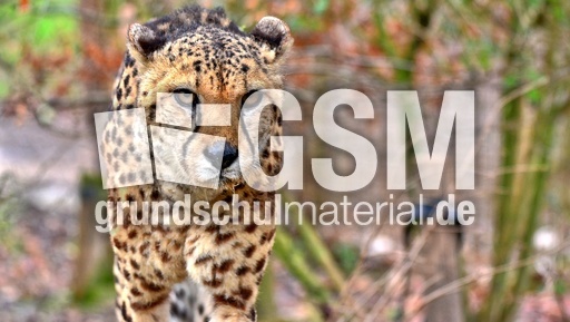 Gepard (9).jpg